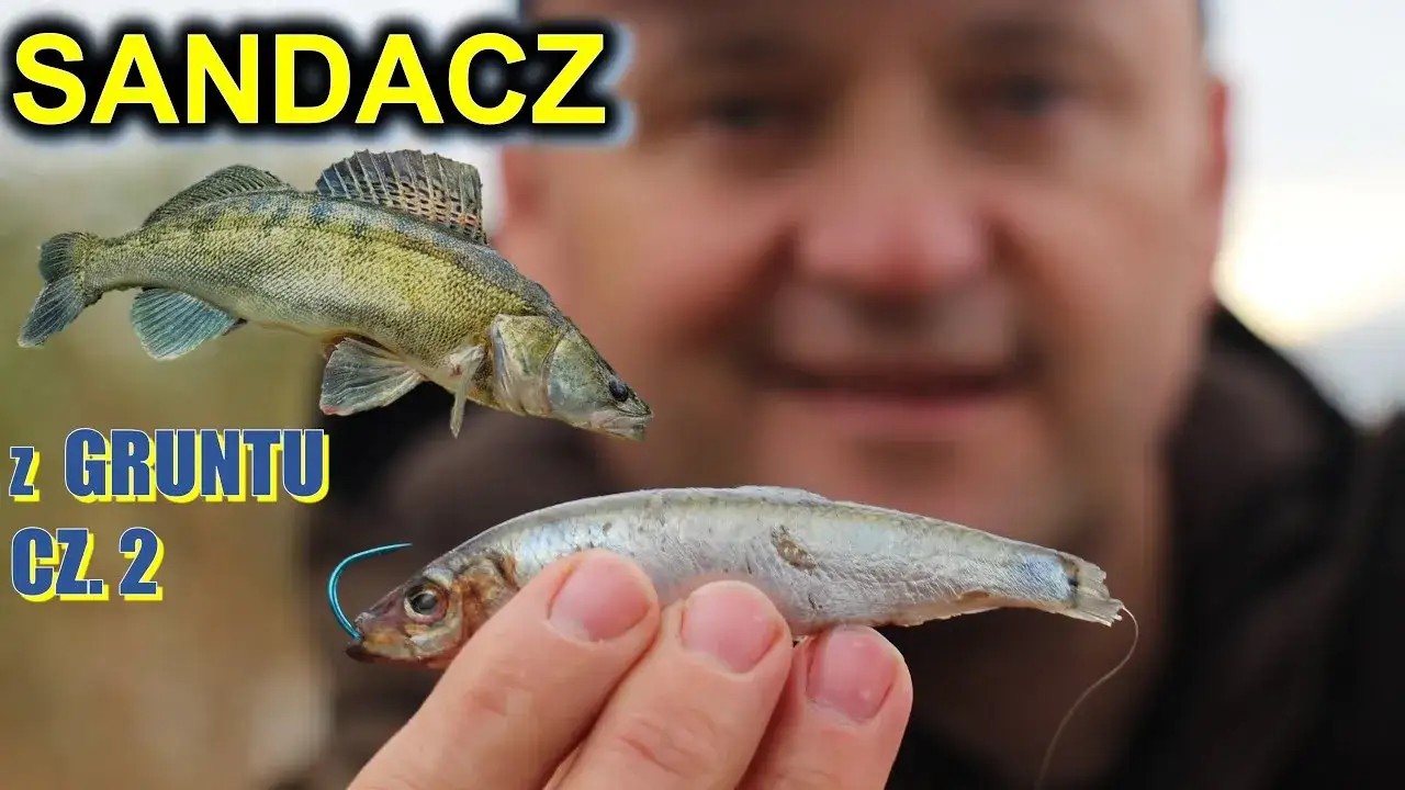 Zdjęcie Kiedy na sandacza z gruntu? Odkryj najlepsze pory na łowienie