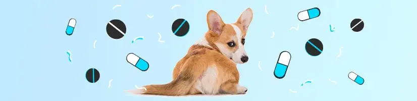 Zdjęcie Czym odrobaczać psa? Skuteczne metody i preparaty dla zdrowia pupila