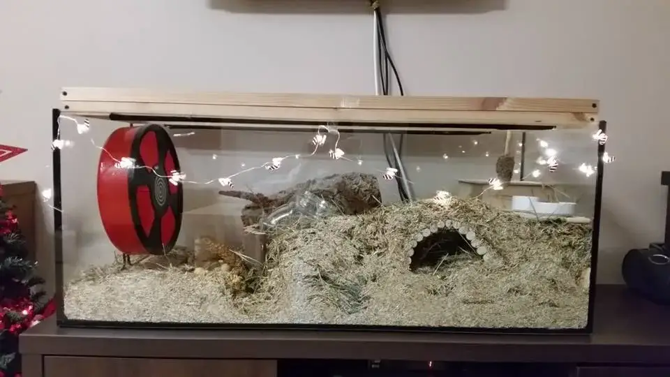 Zdjęcie Akwarium dla chomika? Poznaj bezpieczne alternatywy dla gryzoni