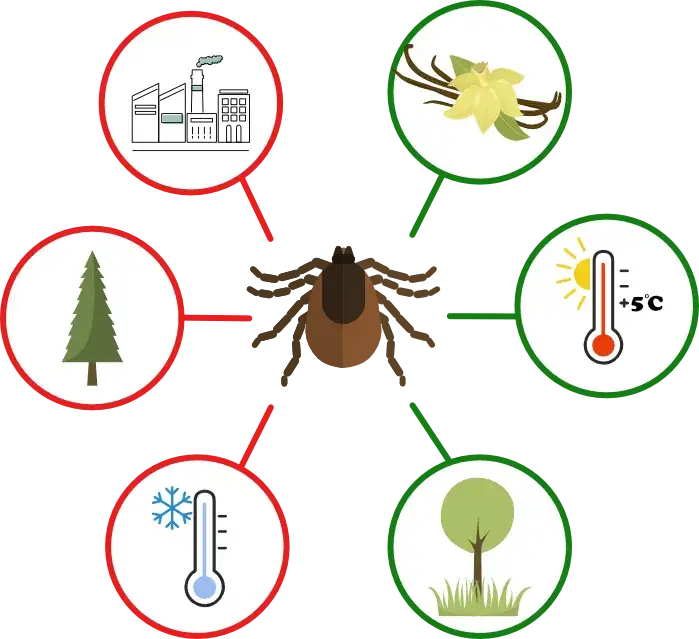 Zdjęcie Jak długo żyją kleszcze? Zaskakujące fakty o ich żywotności