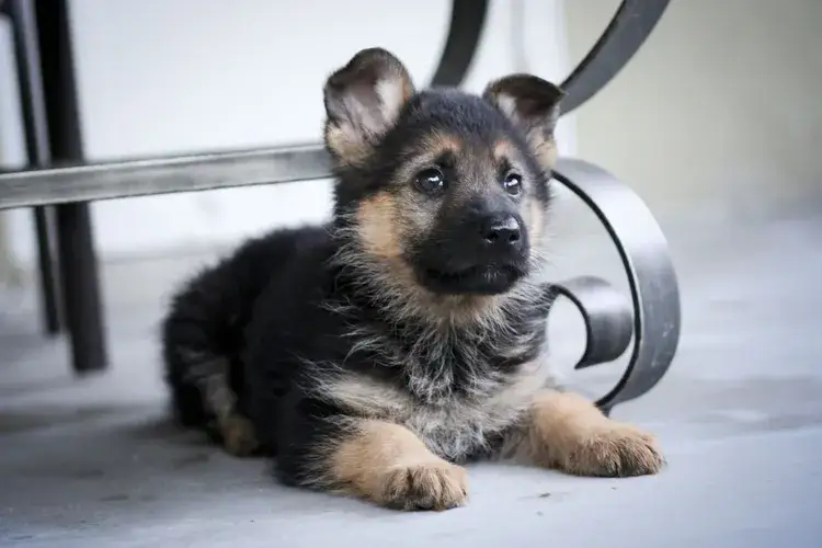 Zdjęcie Jak postępować ze szczeniakiem owczarka niemieckiego, aby uniknąć problemów