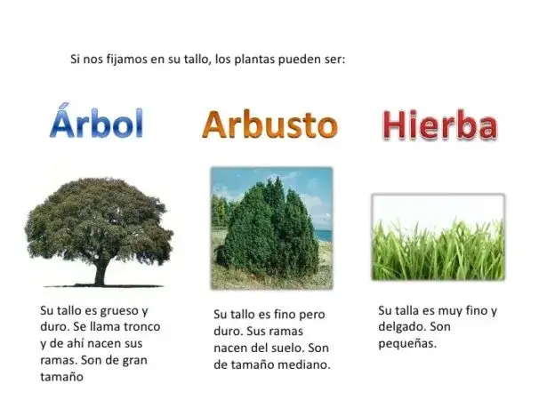 Zdjęcie Entiende qué es arbustivo y su importancia en la botánica