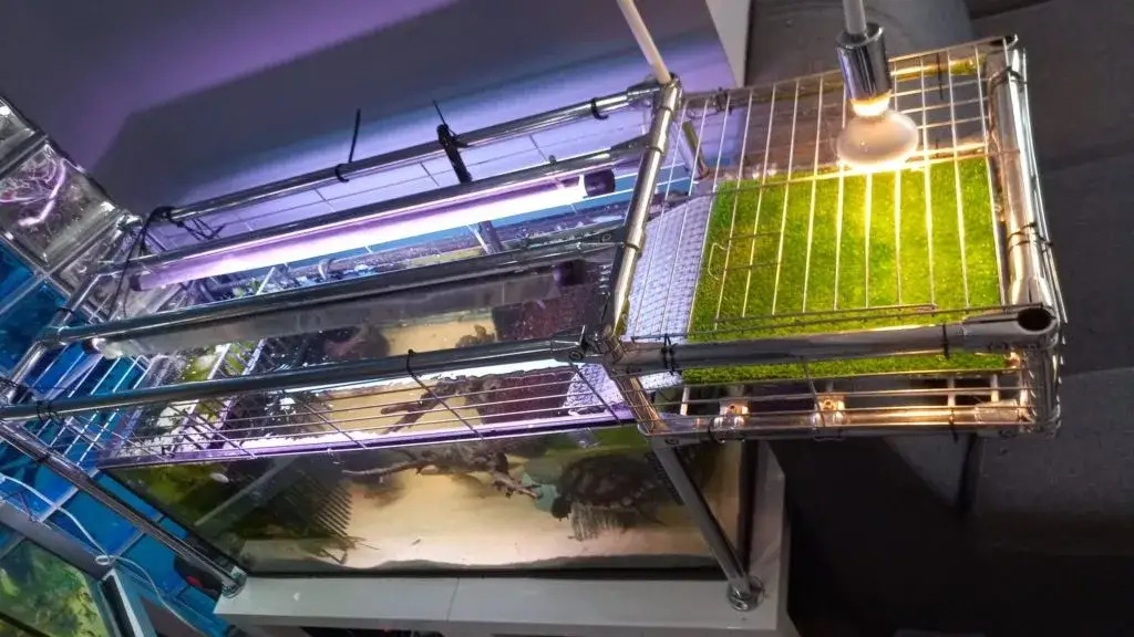 Zdjęcie Ile wody w akwarium dla żółwia: kompletny poradnik dla początkujących