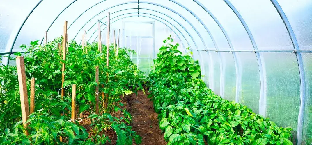 Zdjęcie Co uprawiać w szklarni, aby uzyskać obfite plony i zdrowe rośliny