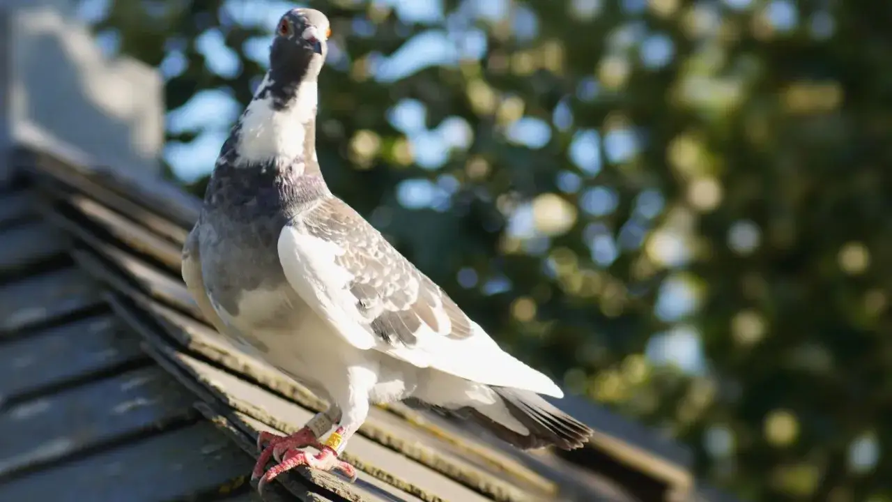 Zdjęcie Jak przygotować gołębie na maraton, aby uniknąć błędów i osiągnąć sukces