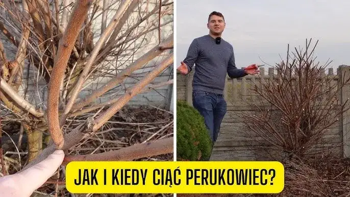 Zdjęcie Jak przycinać perukowca, aby uniknąć błędów i cieszyć się zdrową rośliną