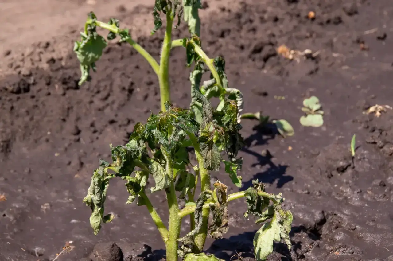 Zdjęcie Kiedy przesadzać pomidory do gruntu, aby uniknąć przymrozków?
