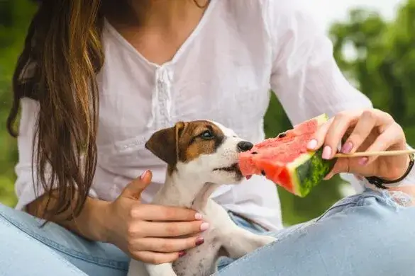 Zdjęcie Czy pies może jeść skórkę od arbuza? Sprawdź, co może zaszkodzić