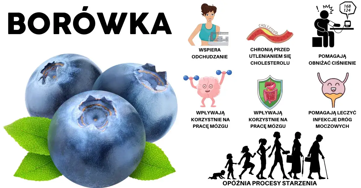 Zdjęcie Zdrowotne właściwości borówek - poznaj 7 korzyści dla Twojego organizmu