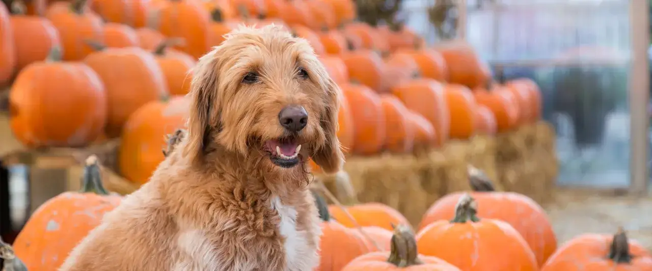Zdjęcie Czy pies może jeść dynię? Odkryj korzyści i zagrożenia dla zdrowia