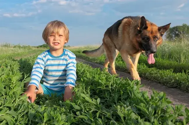 Zdjęcie Owczarek niemiecki z dziećmi: Czy to dobry wyb&oacute;r? Poradnik