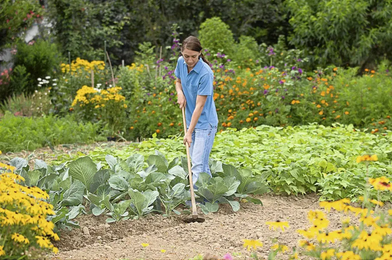 Zdjęcie Jak uprawiać kalafior w ogrodzie? Poradnik krok po kroku