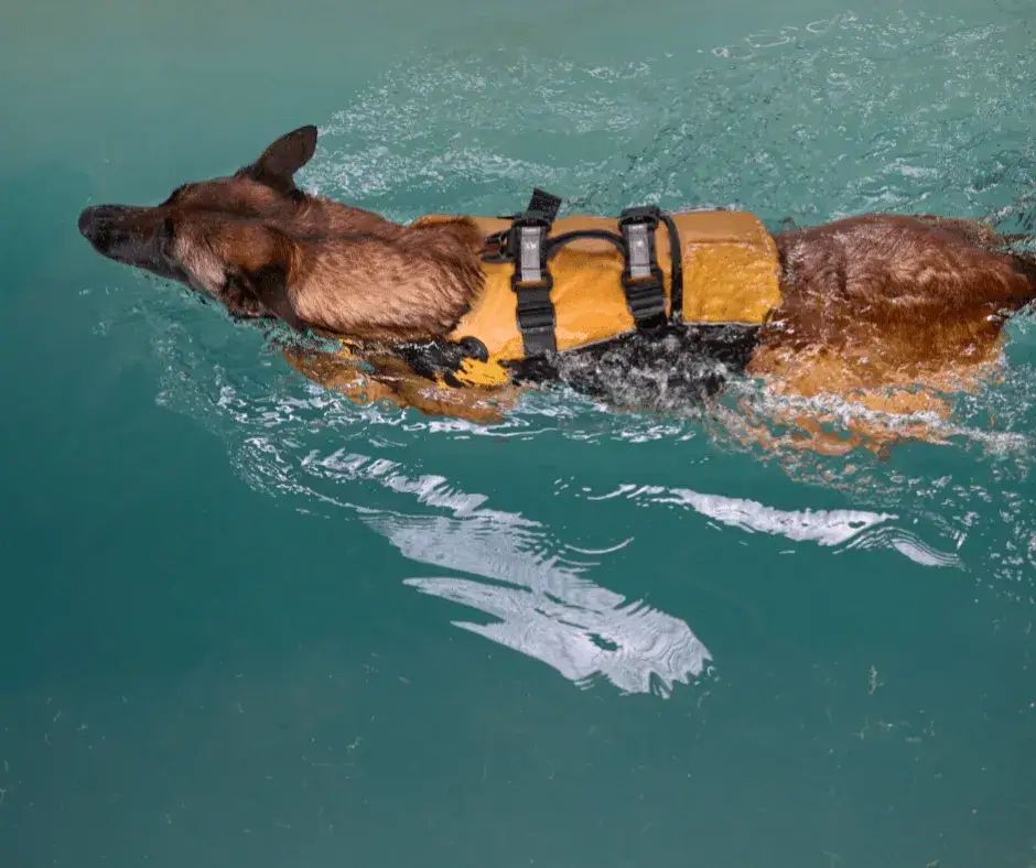 Zdjęcie Jak nauczyć się pływać pieskiem i uniknąć najczęstszych błędów