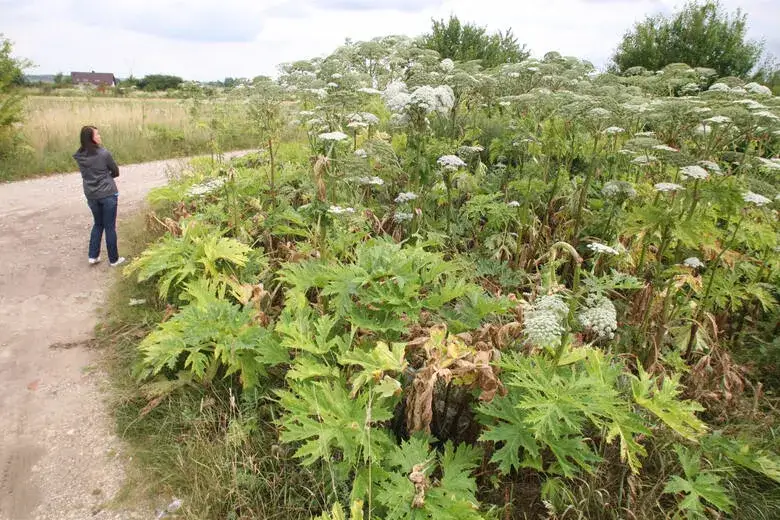 Zdjęcie Chwast sosnowskiego: niebezpieczeństwa, objawy i skuteczne zwalczanie