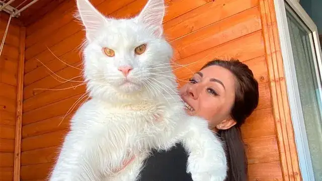 Zdjęcie Cuánto mide un gato: medidas sorprendentes que debes conocer