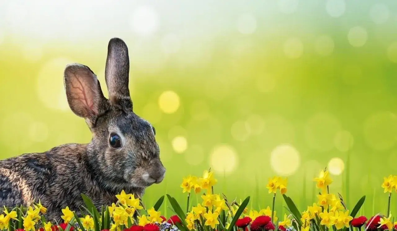 Zdjęcie Dlaczego zając jest symbolem wielkanocy? Odkryj jego znaczenie