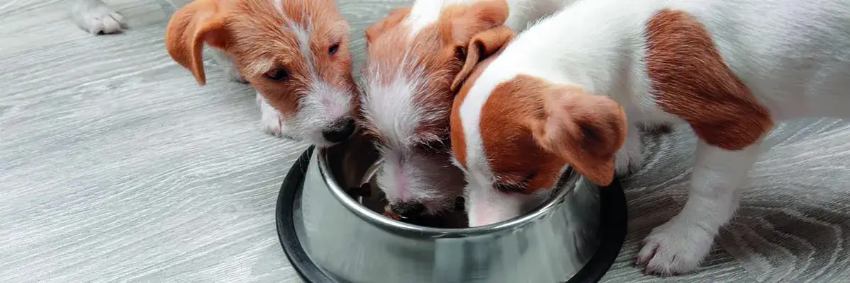 Zdjęcie Ile powinien przybierać na wadze szczeniak, aby uniknąć problemów zdrowotnych?