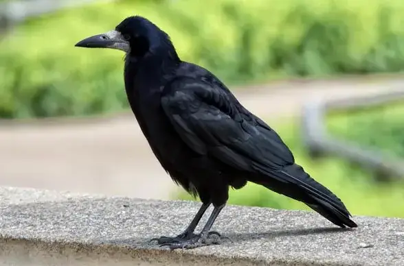 Zdjęcie Z kim jest Gawronek? Nowa miłość influencera zaskakuje fanów