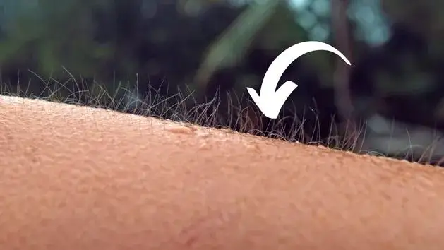 Zdjęcie Gęsia skórka po angielsku? Idiomy, które zmrożą ci krew w żyłach