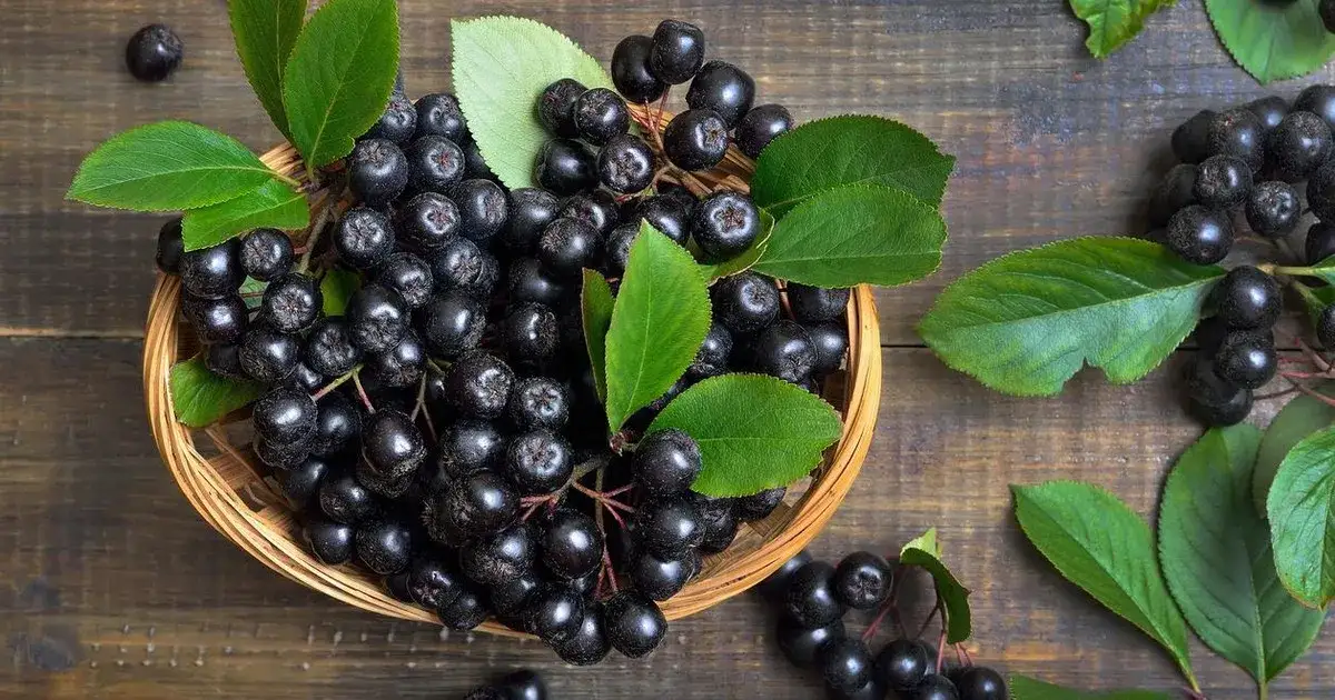 Zdjęcie Na co jest dobry sok z aronii? Niezwykłe korzyści zdrowotne!