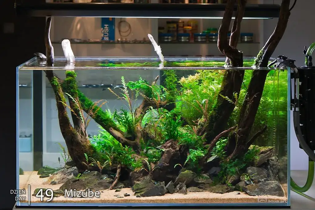 Zdjęcie Jak utrzymać czystą wodę w akwarium - skuteczne porady akwarysty