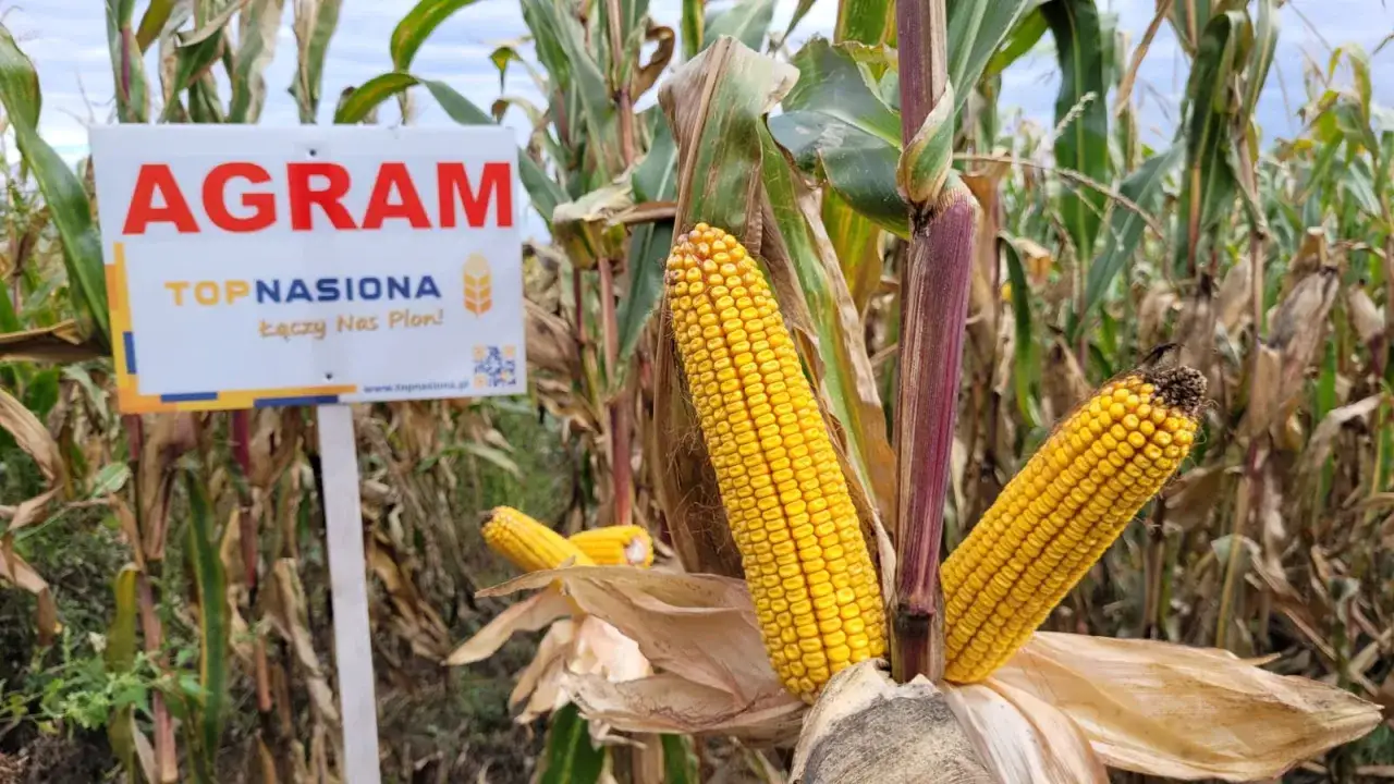 Zdjęcie Jaka obsada kukurydzy na ziarno zapewni najwyższe plony i jakość?