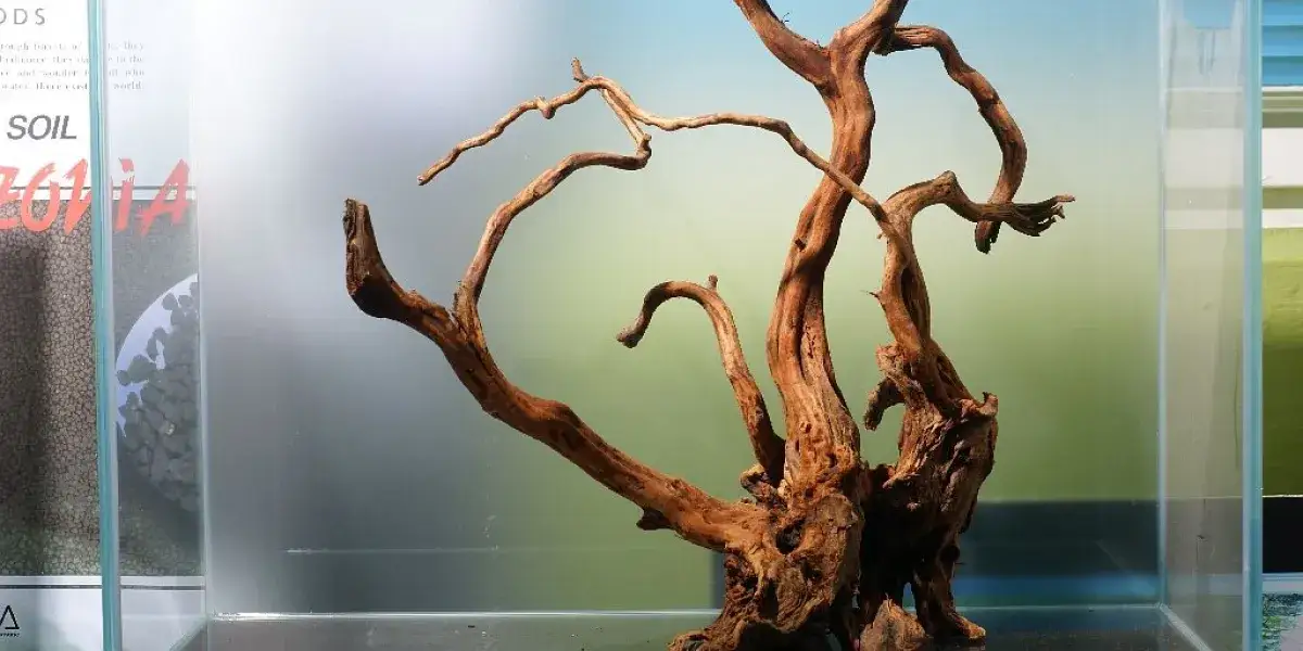 Zdjęcie Skąd wziąć korzeń do akwarium? Odkryj najlepsze źródła i metody