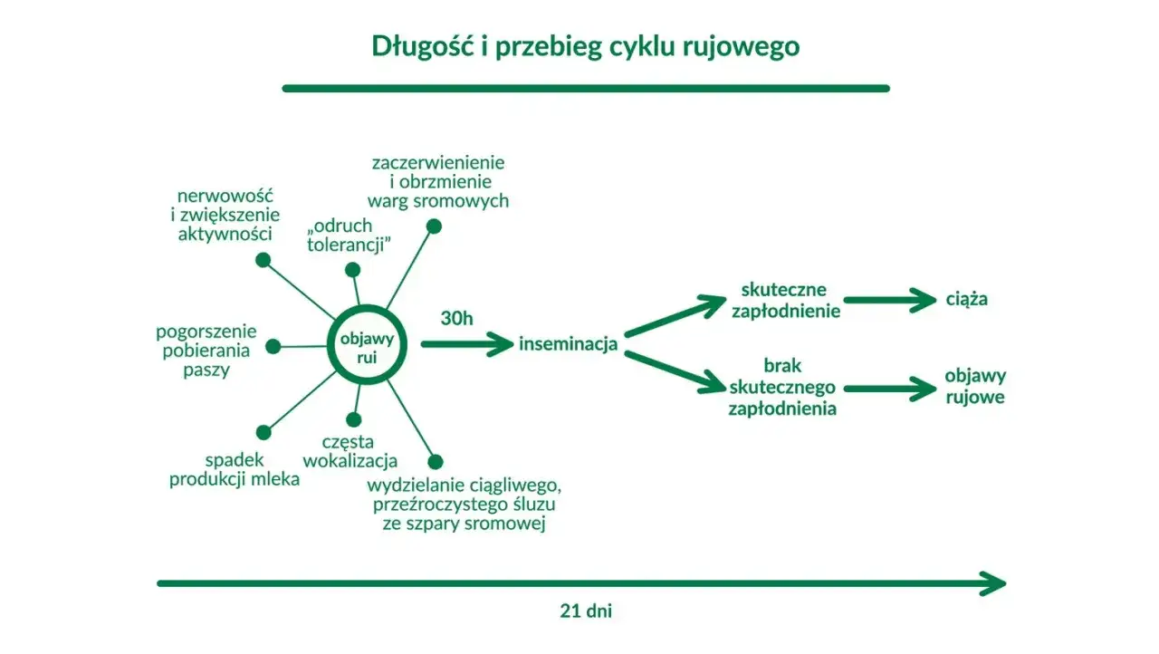 Zdjęcie Zapłodnienie krowy: Skuteczne metody i cykl rujowy w hodowli