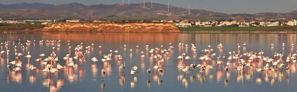 Zdjęcie Cypr pogoda w styczniu: Co możesz oczekiwać na początku roku?