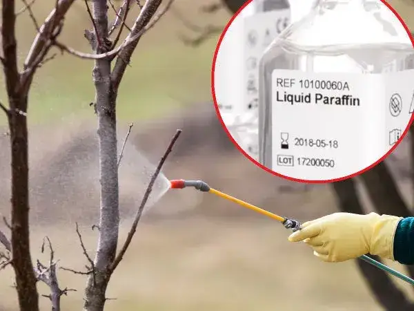 Zdjęcie Kiedy opryskuje się drzewka owocowe: kompletny harmonogram zabiegów