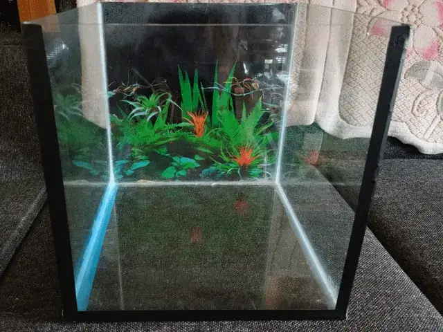 Zdjęcie Jak rozmnażać gupiki: Kluczowe warunki i techniki dla sukcesu