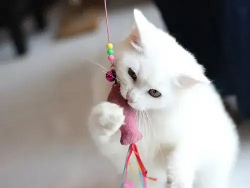 Zdjęcie Flipper zabawka dla kota – jak wybrać najlepszy model dla pupila