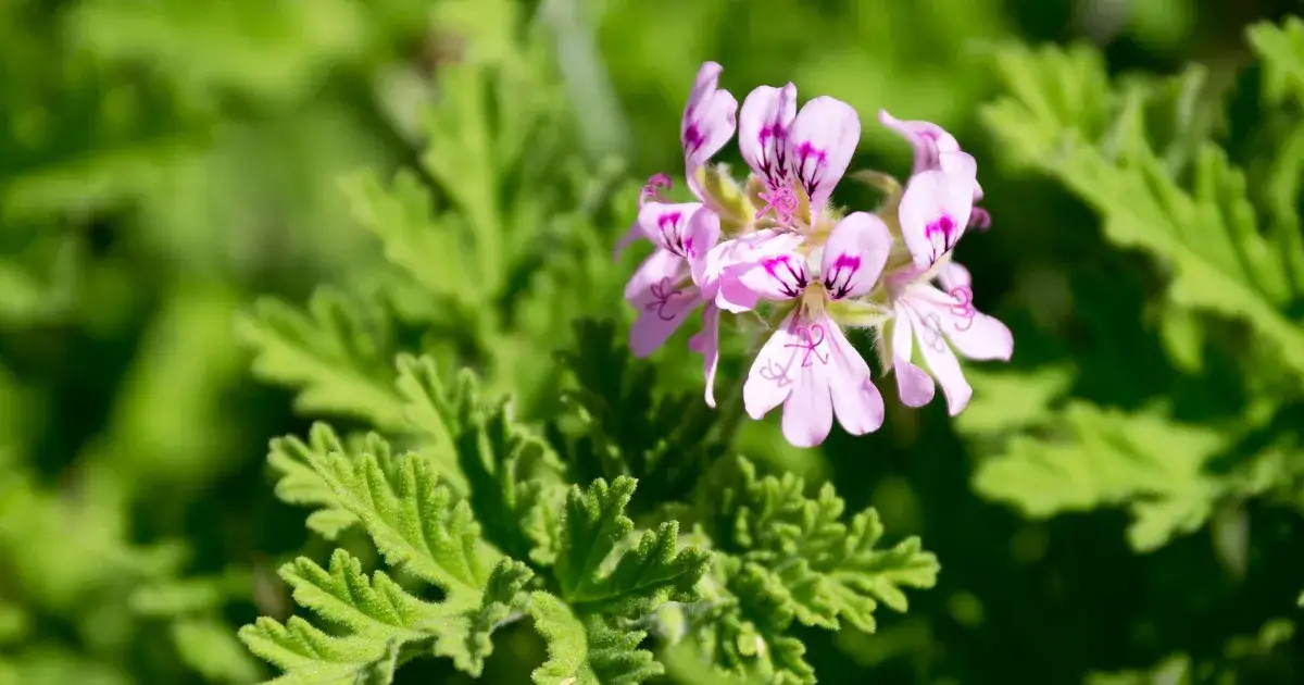 Zdjęcie Jak zrobić herbatę z geranium? Prosty przepis i zdrowe właściwości