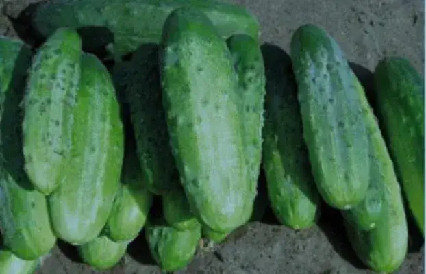 Zdjęcie Jakie pH gleby pod ogórki zapewni zdrowe plony i uniknie problemów