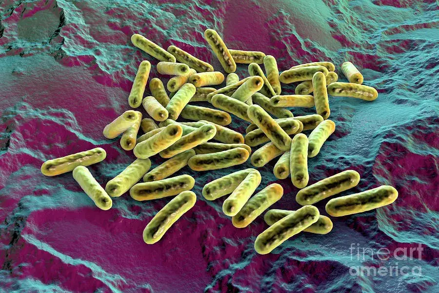 Zdjęcie Morganella: objawy i metody leczenia tej niebezpiecznej bakterii.