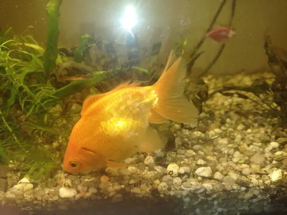 Zdjęcie Ile kosztuje rybka welonka? Ceny, które zaskoczą każdego aquarystę