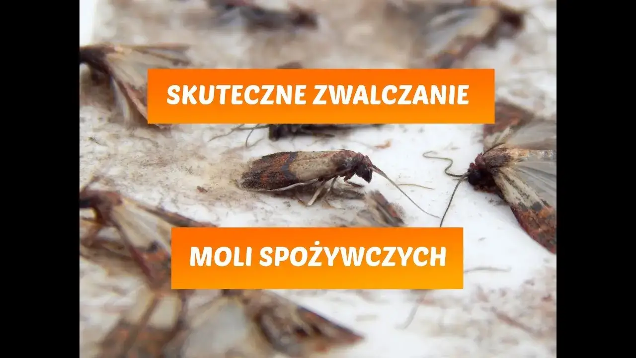 Zdjęcie Jak się rozmnażają mole? Odkryj tajemnice ich cyklu życia