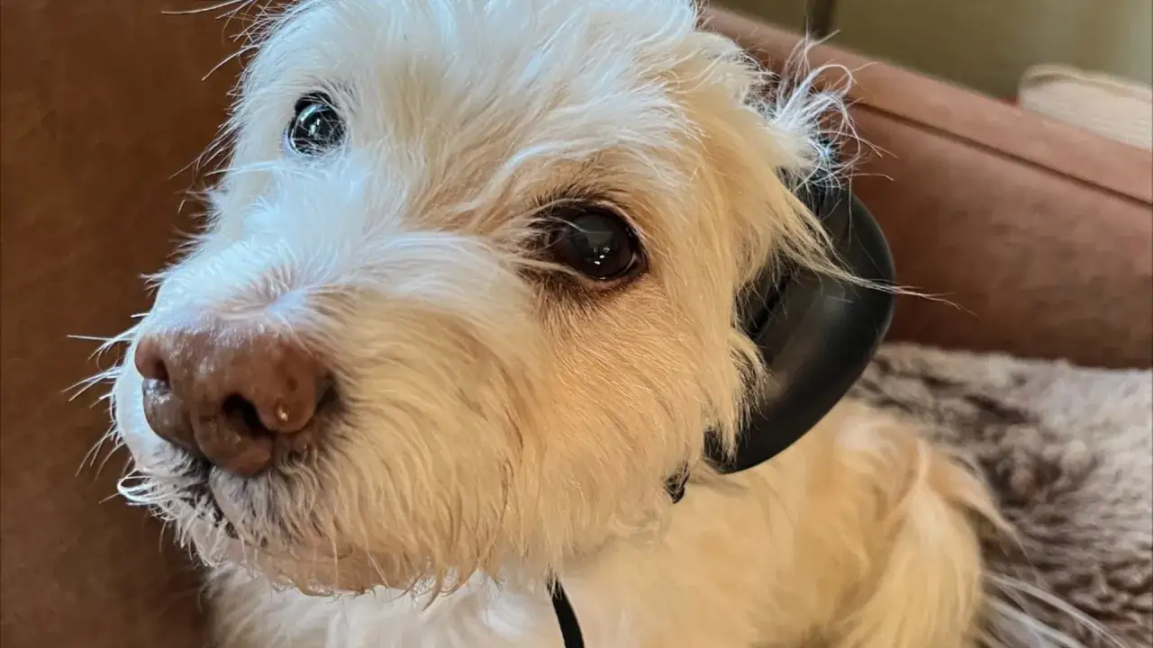 Zdjęcie Aparaty słuchowe dla psów: ceny, opcje i jak wybrać odpowiedni model