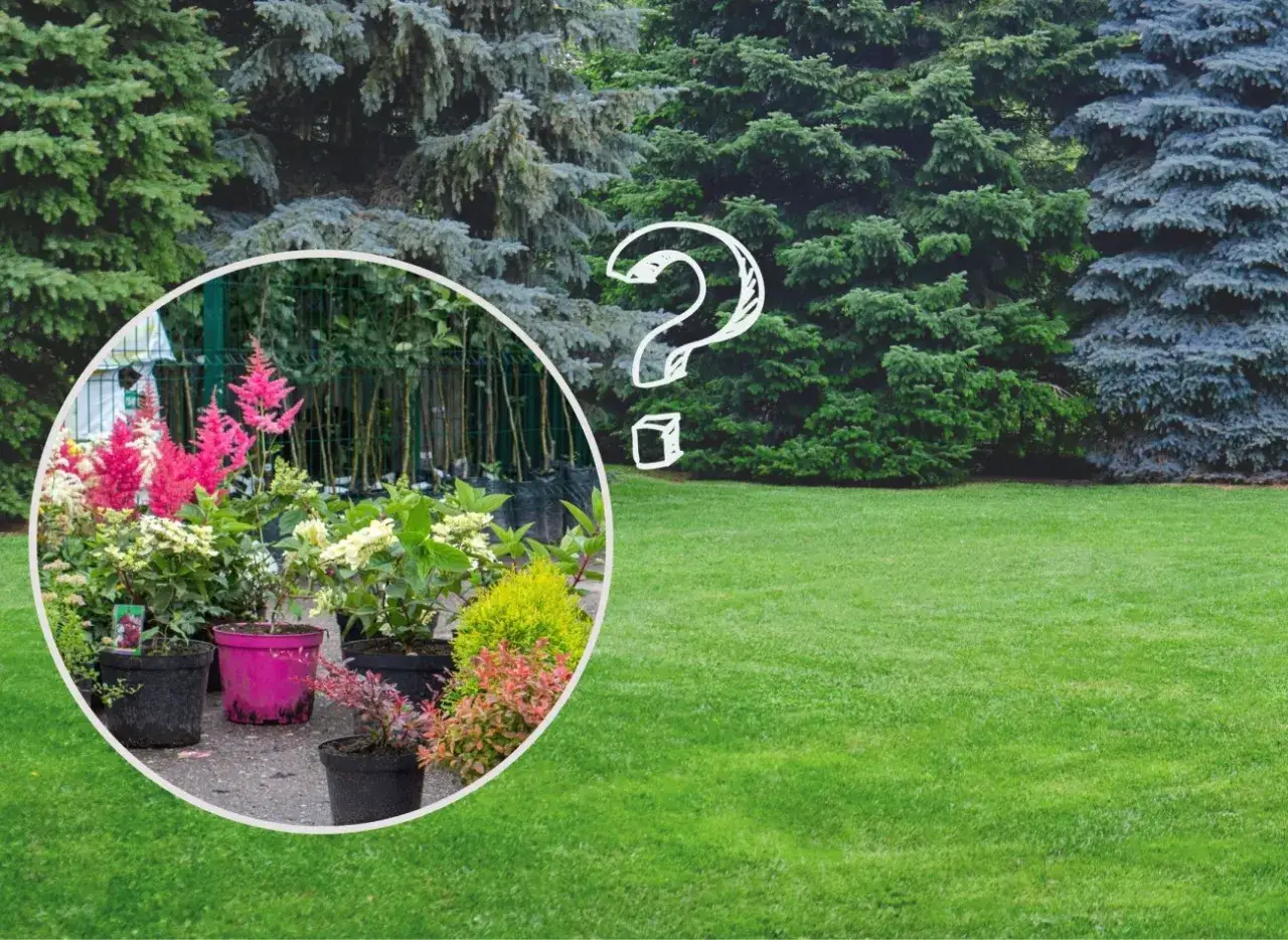 Zdjęcie Co posadzić pod choinkami, aby stworzyć piękną przestrzeń w cieniu