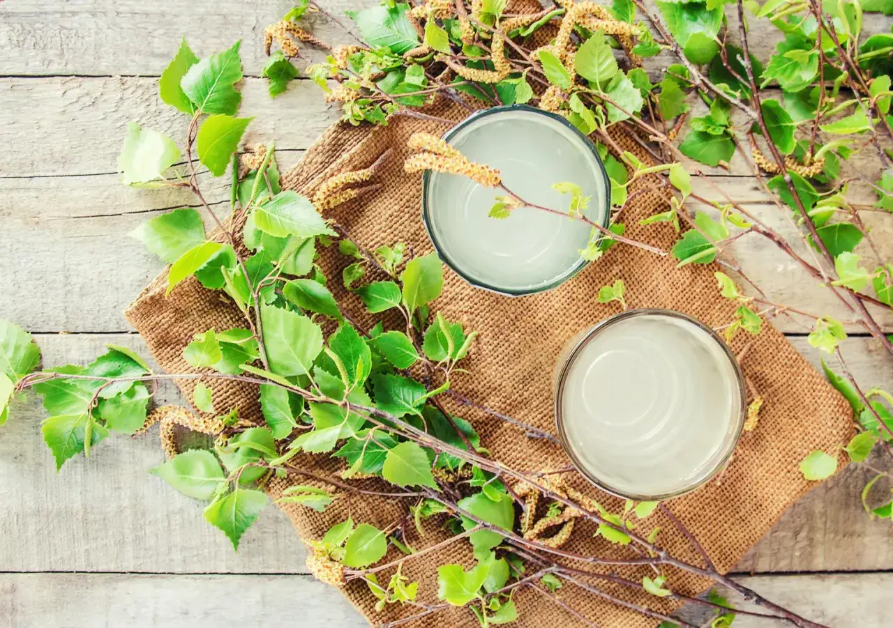 Zdjęcie Betulina na gronkowca: Czy to może naprawdę działać?