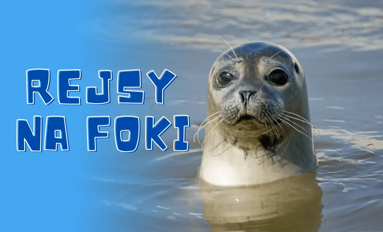 Zdjęcie Najlepsze miejsca na obserwację fok nad Bałtykiem – sprawdź gdzie