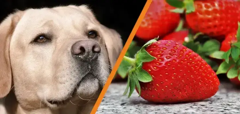 Zdjęcie Czy pies może jeść truskawki? Sprawdź, co musisz wiedzieć!