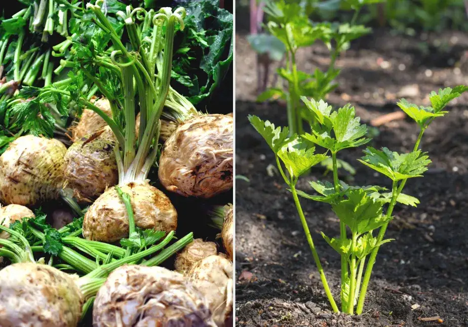 Zdjęcie Jak siać seler korzeniowy: sprawdzone metody i tajniki sukcesu