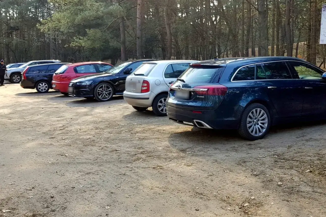 Zdjęcie Jak odnaleźć auto w lesie? Sprawdzone sposoby i procedury