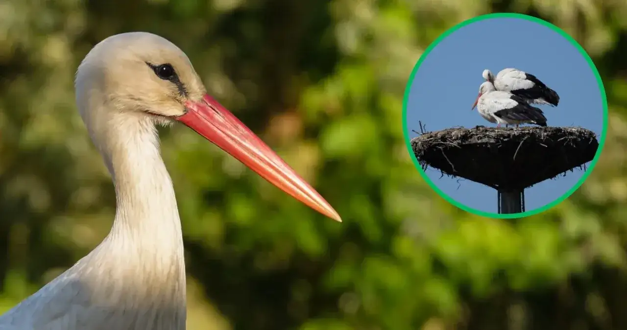 Zdjęcie Bocian symbol jakiego kraju? Odkryj jego znaczenie w Polsce