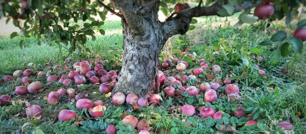 Zdjęcie Czy jabłka nadają się na kompost? Oto, co musisz wiedzieć