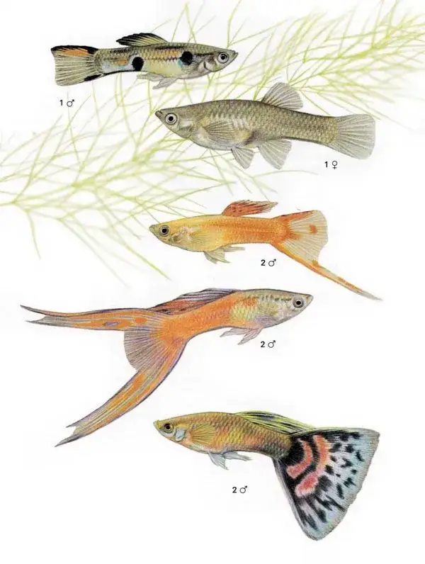 Zdjęcie Jak wyglądają gupiki? Odkryj ich piękne kolory i cechy!