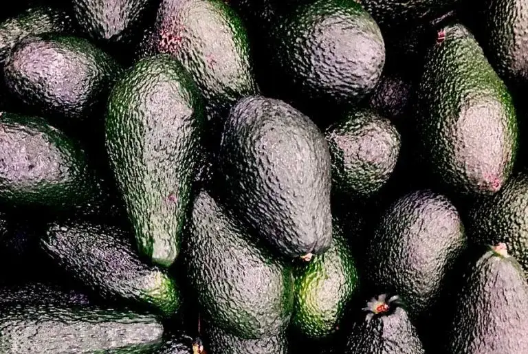 Zdjęcie Kiedy jest sezon na awokado? Sprawdź, kiedy są najsmaczniejsze!