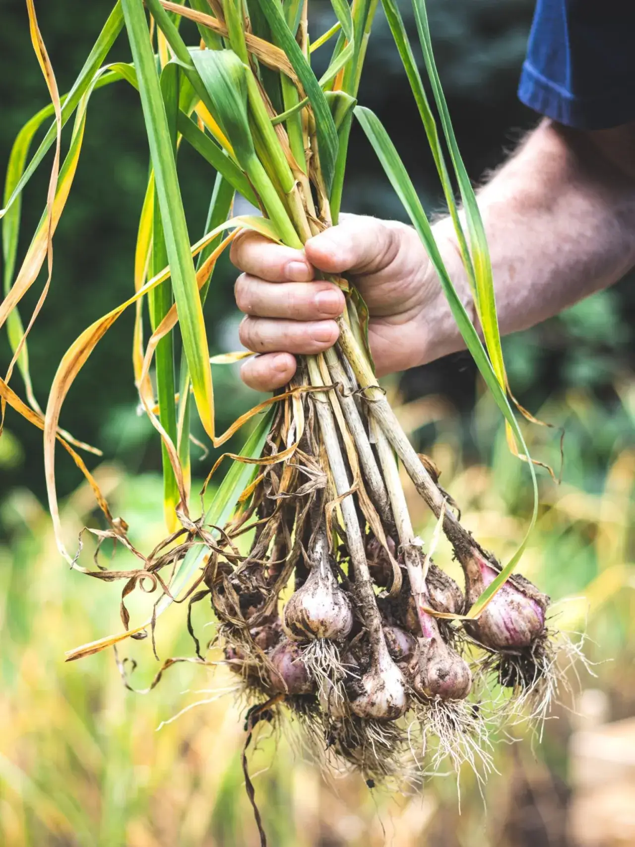 Zdjęcie Jak uprawiać czosnek żeby był duży - sprawdzone metody na większe plony