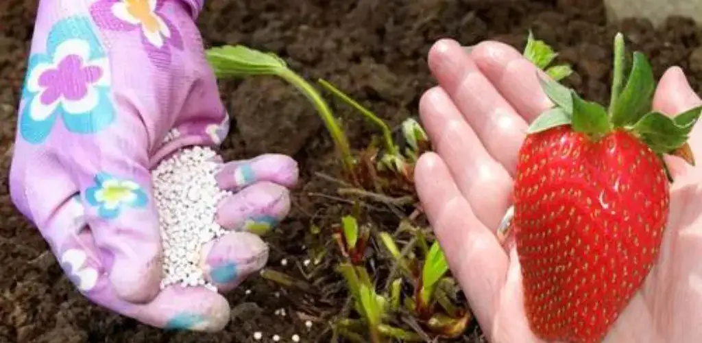 Zdjęcie Jaki nawóz pod truskawki po zbiorach, aby uniknąć złych plonów?